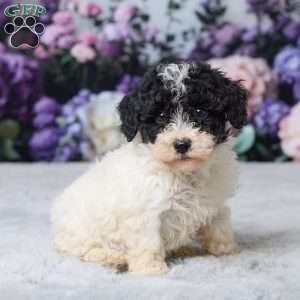 Rita, Miniature Poodle Puppy